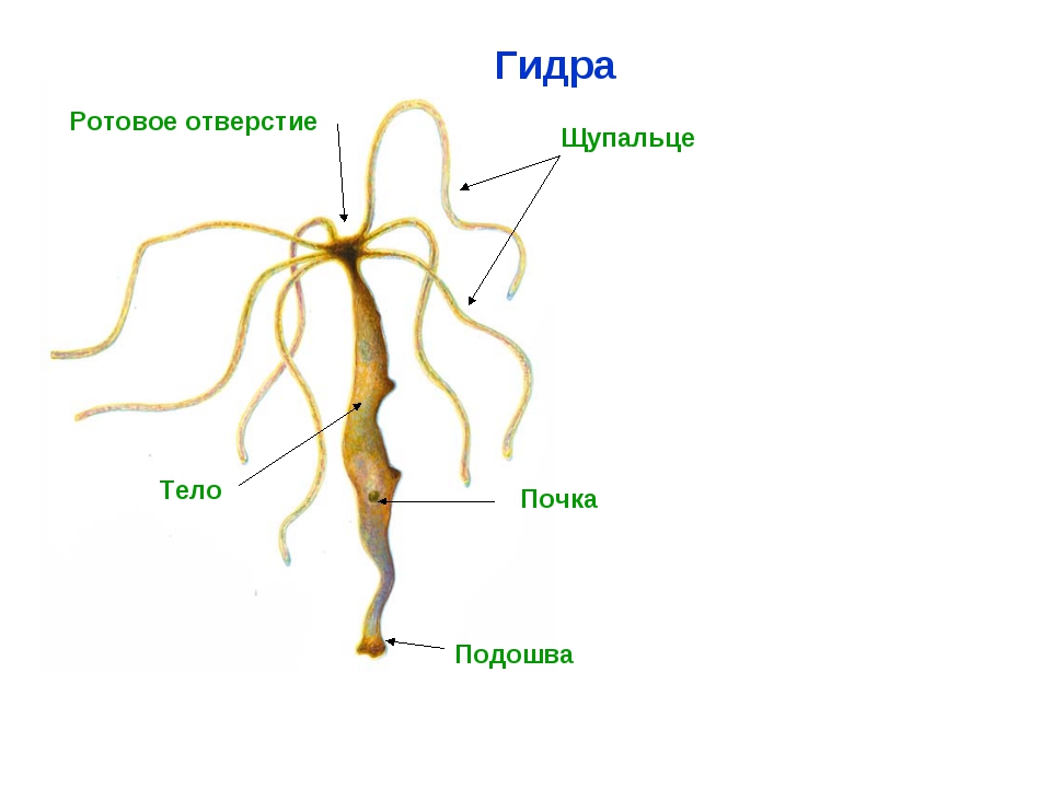 Магазин на блэкспрут что это